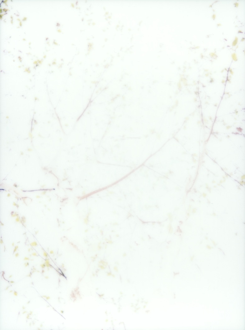 polaroid_7